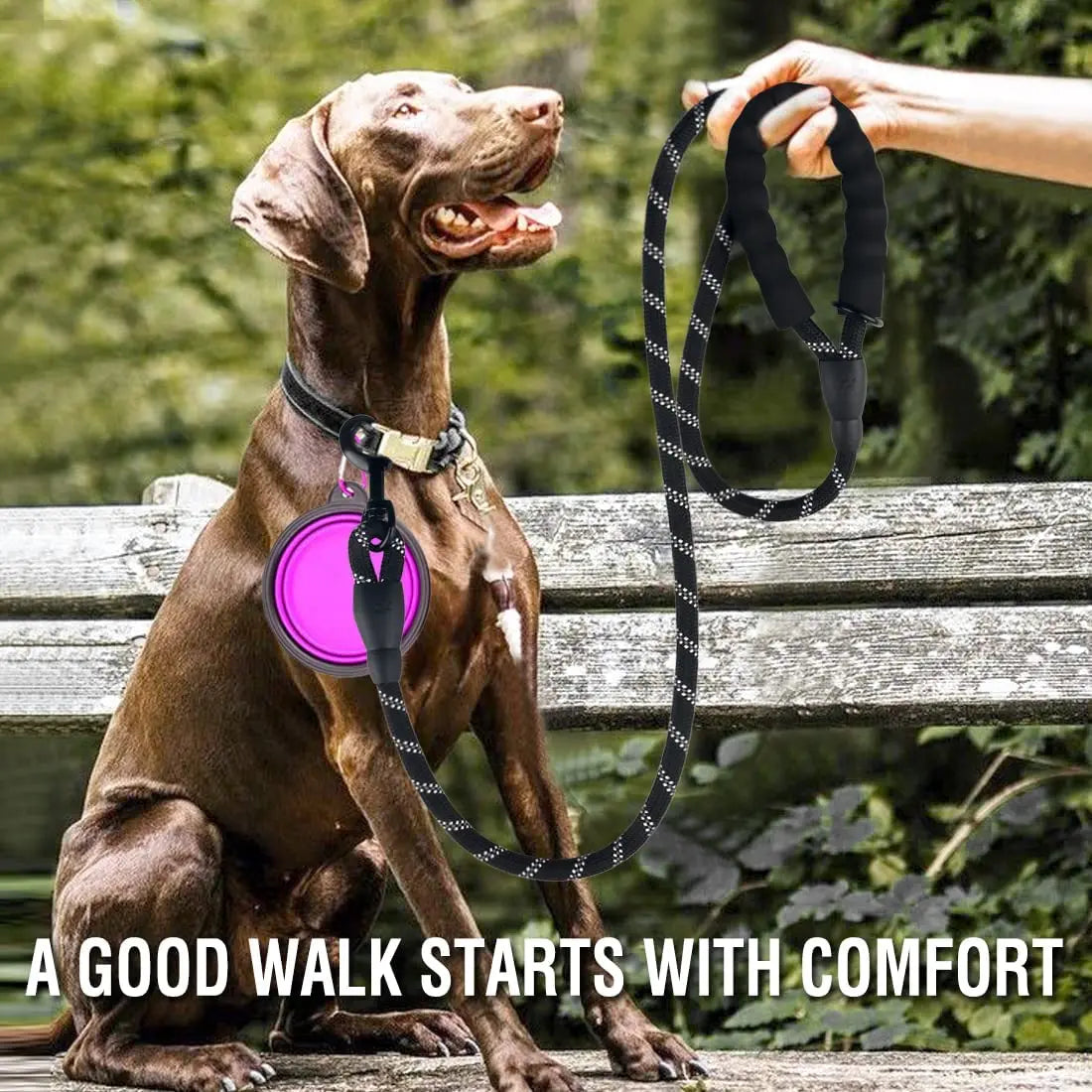Leashes & Harnesses